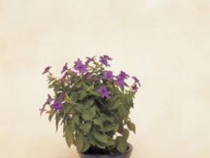 Plante de apartament: Browallia, un arbust frumos şi rezistent