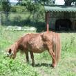 La ştrandul municipal, poneii vor face deliciul copiilor