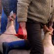 Până la sfârşitul acestui an nu se vor aplica amenzi celor care sacrifică porcii după tradiţie. Foto: MEDIAFAX