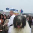 Câinii de rasă, vedetele Expoziţiei Chinologice Naţionale organizată în parcarea Shopping City Suceava