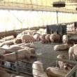 Sucevenii aflaţi în căutarea unui loc de muncă îşi pot încerca norocul de a se angaja la câteva ferme de porci din Danemarca. Foto: a1.ro