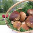Doar la Vama şi într-o localitate din Italia au loc sărbători dedicate unei ciuperci comestibile