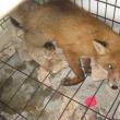 Împuşcată cu pistolul cu tranchilizante, vulpea a fost dusă la adăpostul de câini din lunca Sucevei, unde a fost închisă într-o cuşcă