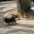 Soarta câinilor vagabonzi va fi decisă prin consultarea publică a locuitorilor Sucevei