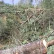 26 de hectare de pădure  de pe pârâul Bocanci, din Voroneţ au fost tăiate