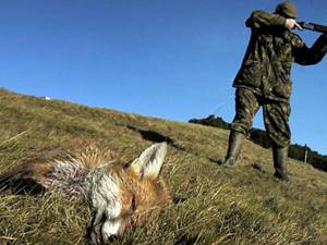 Partidă de vânătoare de câini şi vulpi, încheiată cu împuşcarea unui cioban