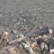 Sute de copite de cai, aruncate în râul Siret, pe raza comunei Fântânele