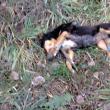 Animalele ucise cu sadism au fost găsite pe marginea drumului dintre Dărmăneşti şi Todireşti