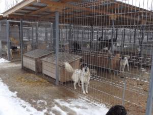 De la 1 martie 2014 câinii care nu vor fi adoptaţi pot fi eutanasiaţi după 14 zile de la cazarea acestora în adăposturi