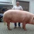Porcul uriaş şi proprietarul său. Foto: FaceBook