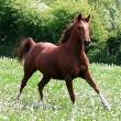 „Îmbunătăţirea rasei cailor”