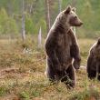 „Urşi în Bucovina”