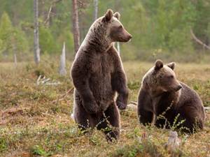 „Urşi în Bucovina”