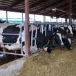 Suceava a livrat anul trecut 7,2% din producţia totală naţională de lapte