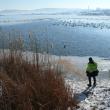 Primăria Fălticeni va hrăni zilnic lebedele de pe iazurile din acest municipiu