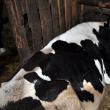 Datele oficiale indică o scădere a efectivelor de bovine din judeţ cu aproape 40%, în doar cinci ani de zile