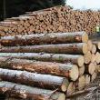 Material lemnos confiscat pentru lipsă de documente
