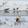 Berze îngheţate de frig - Foto Societatea ornitologică din România