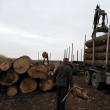 Transporturi ilegale de masă lemnoasă, surprinse de Garda Forestieră Suceava