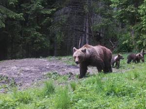 O ursoaică cu pui a fost văzută în mai multe rânduri în zona Todirești