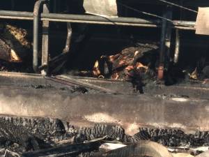 Peste 30 de vaci au ars de vii la o fermă din Bosanci. Primarul este asociat în afacere