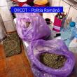 Etnobotanice ridicate din locuința inculpatului, la percheziții