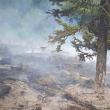 Numărul incendiilor produse în fondul forestier a crescut în prima jumătate a anului