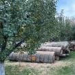Lemnele descărcate şi tăiate în curtea Postului de Poliţie Arbore