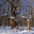 Secretele celei mai bătrâne păduri din România vor fi dezvăluite de studenți și profesori de la Facultatea de Silvicultură Suceava