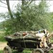 Au furat lemne din pădure, i-au amenințat cu moartea pe pădurari și au scăpat basma curată