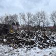 Lemn de foc din tăierile și toaletarea de arbori din municipiul Suceava, distribuit către 20 de familii sărmane