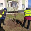 Plantarea a 2000 de arbori și arbuști, demarată în municipiul Suceava