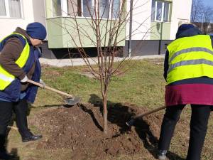 Plantarea a 2000 de arbori și arbuști, demarată în municipiul Suceava