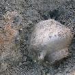 Presa veche 8 aprilie foto CERAMICĂ ARHEOLOGICĂ (1)