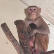 Pui de macac și de căprițe pitice, născuți înainte de Paște la colțul zoologic al lui Șoimaru