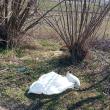 3.000 de lei amendă pentru un bărbat care a abandonat la marginea drumului doi pisici