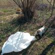 3.000 de lei amendă pentru un bărbat care a abandonat la marginea drumului două pisici