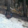 Duel ritualic între cocoși de munte, în Parcul Național Călimani