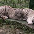 Doi dintre tigrii albi aduși la colțul zoologic de la Zaharești - Arca lui Noe