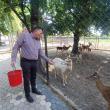 Mihai Flutur în timp ce hrănește cerbii lopătari