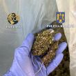 A ajuns la pușcărie după ce la percheziții i s-au găsit 42 de kilograme de plante de canabis