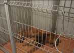 Proprietarul câinilor ucigaşi de la Liteni, dat pe mâna judecătorilor