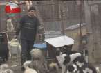 Câinii comunitari din Suceava nu vor fi eutanasiaţi, ci vor fi adunaţi de pe străzi