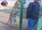 Suceveanul Dorin Şoimaru donează un tigru siberian Grădinii Zoologice din Sibiu