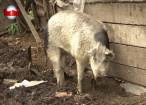 Panică în Vadu Moldovei. Un porc agresiv atacă animalele întâlnite în cale