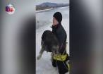 Câine salvat de pompieri din râul Moldova