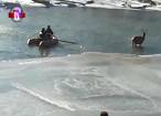 Un cerb a fost salvat de pompieri din apa îngheţată a râului Bistriţa