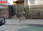 Video viral Un câine care se plimba cu o găină în gură, pe străzile din Câmpulung, vedetă online