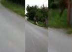 Câine împușcat din mașină, pe un drum județean, printre case, la Fundu Moldovei